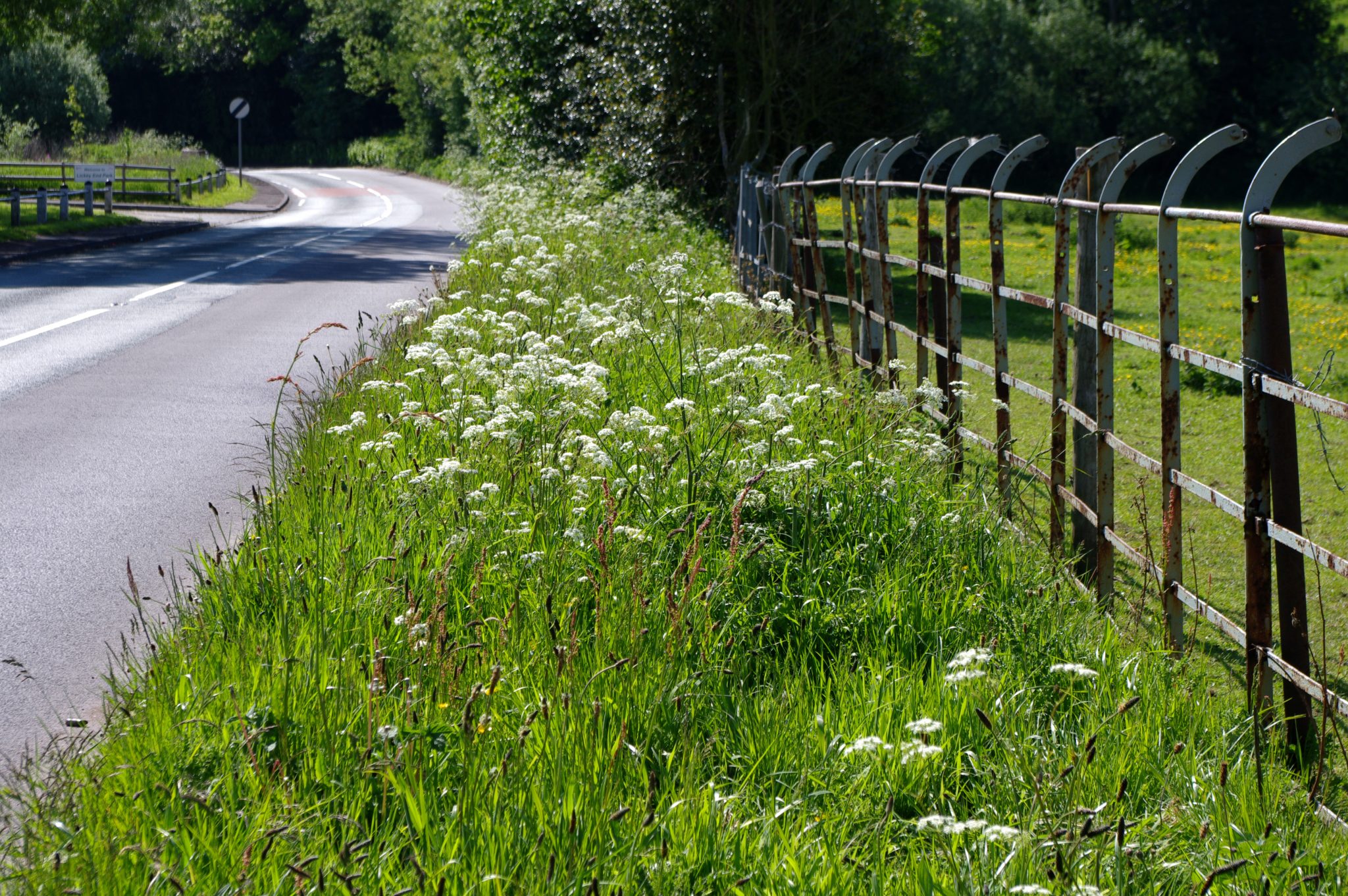 Roadside Verges Chalford Climate Action Network